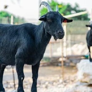 ব্ল্যাক স্টার