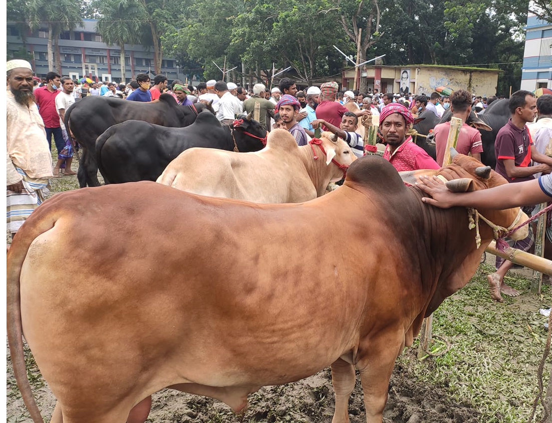 ফাইল ছবি